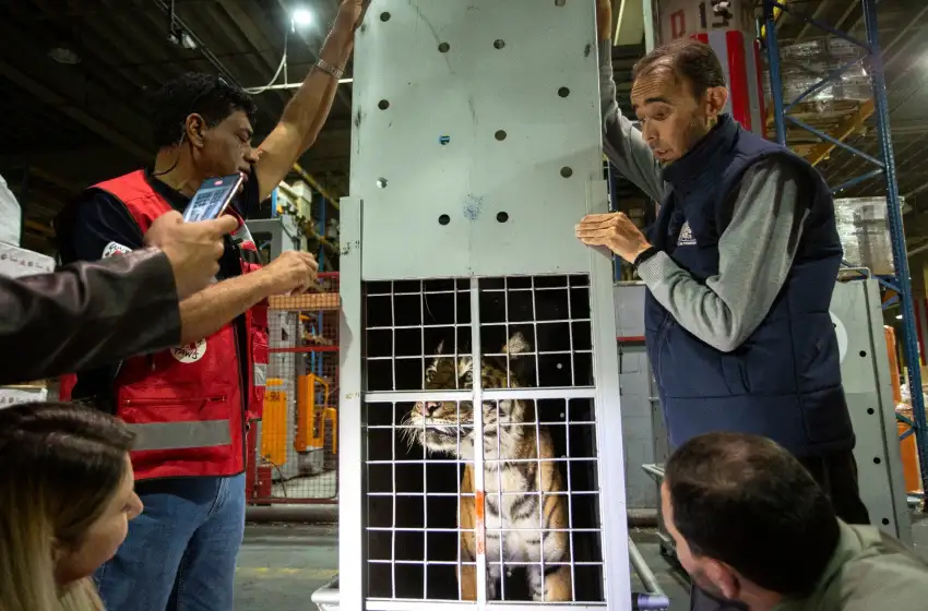 Final feliz: los tigres rescatados en Balcarce llegaron a Jordania para su liberación