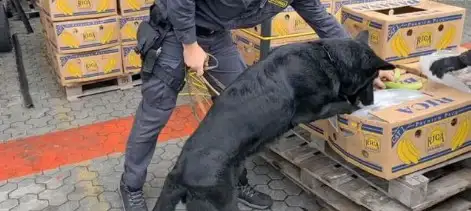 Video: así encontró el perro “Joel” tres toneladas de cocaína oculta entre bananas importadas en Italia