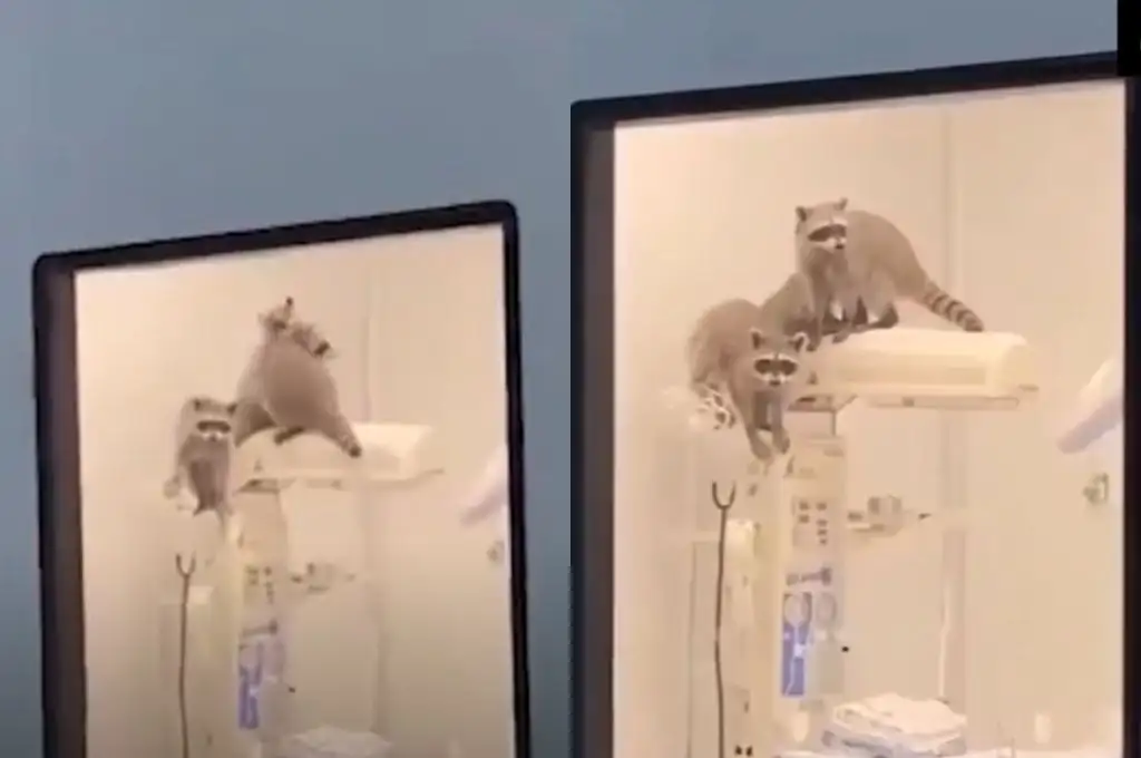 Mapaches en el hospital