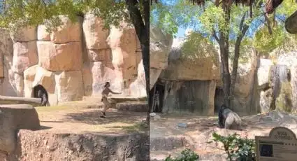 Momentos de tensión en el zoológico
