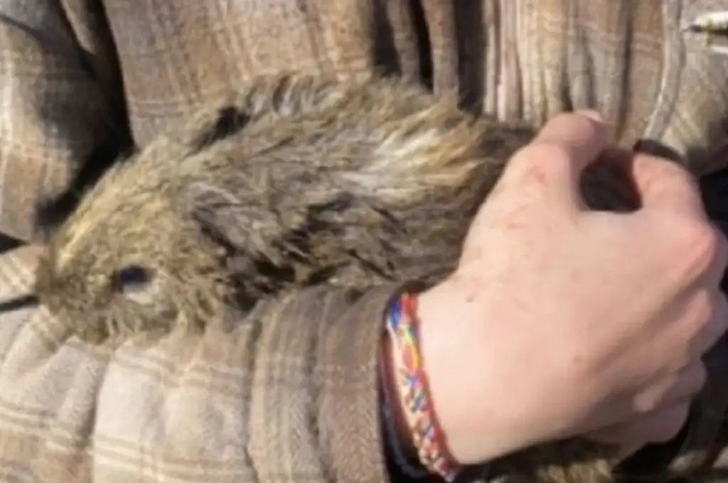 El animal rescatado