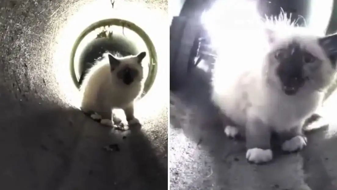 El robot R2D2, equipado con luces y una cámara, fue introducido en la tubería para guiar suavemente al pequeño felino hacia la salida.
