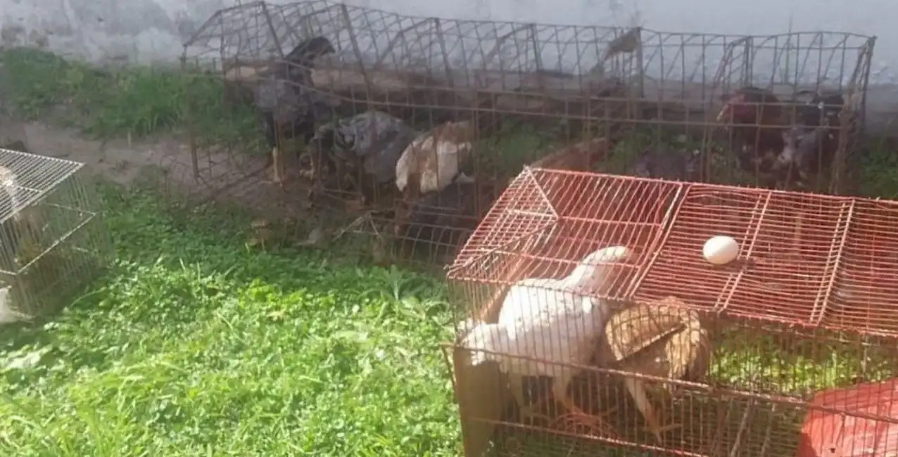 Esperanza: secuestraron 14 gallos de riña y plantas de marihuana
