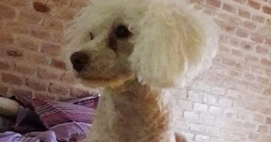 Totoras: les robaron el auto y junto con él se llevaron a su perrita caniche
