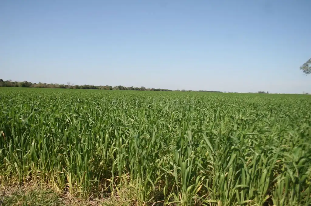 Comienza un período de condiciones óptimas para la siembra del trigo en Santa Fe
