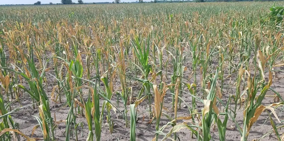 El clima llevó a los cultivos a una situación irreversible