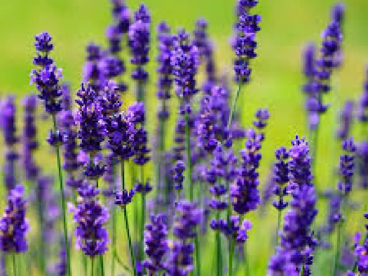 Exploran uso medicinal  de la lavanda por efecto de  su aroma en estrés y ansiedad  