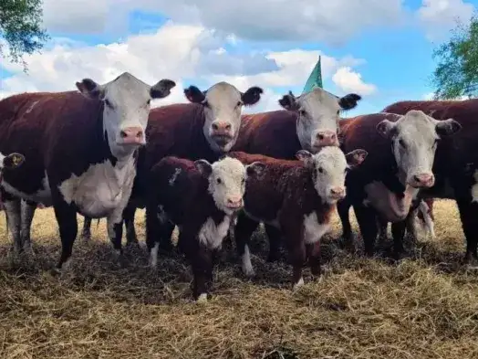 El aumento del precio de la hacienda en pie, que comenzó a manifestarse a mediados de octubre, es el principal factor que presiona los valores en los mostradores. Foto: Gentileza