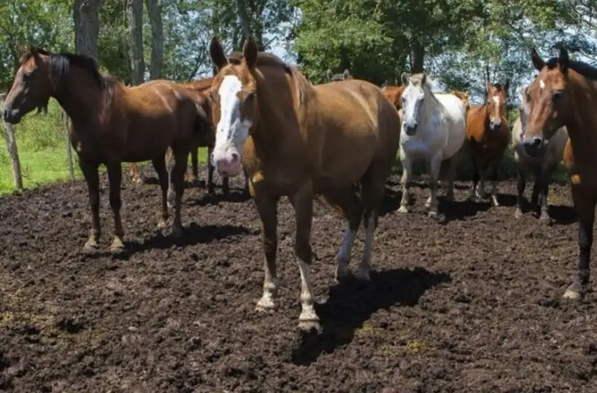 En la provincia de Buenos Aires hay 303 casos confirmados de encefalomielitis equina