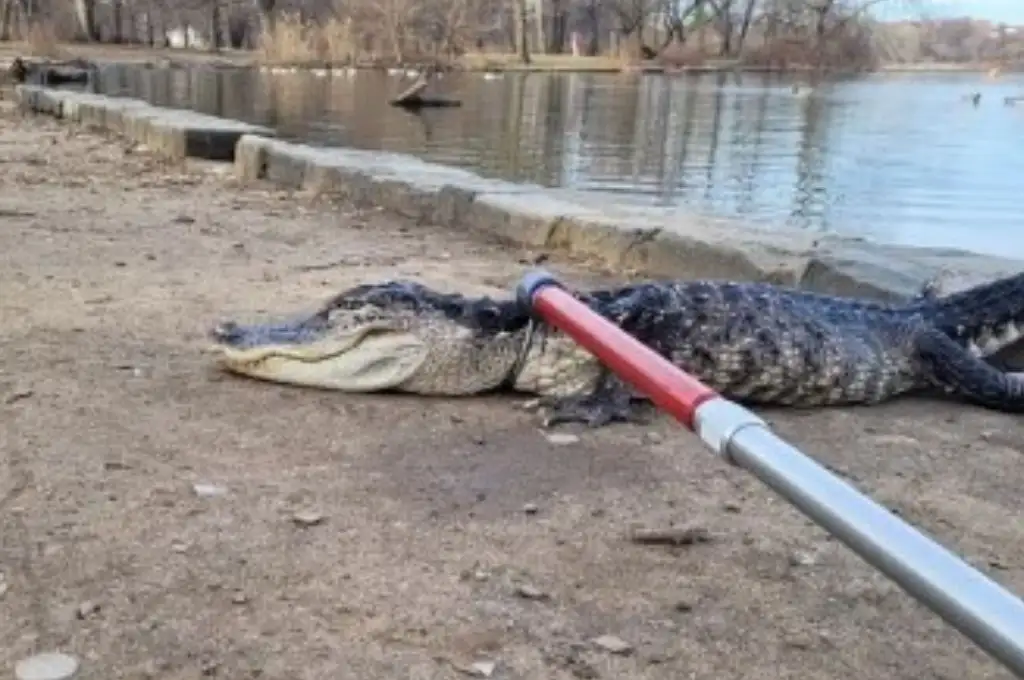 Sorpresa en Nueva York: capturaron un caimán de más de un metro en un parque de Brooklyn