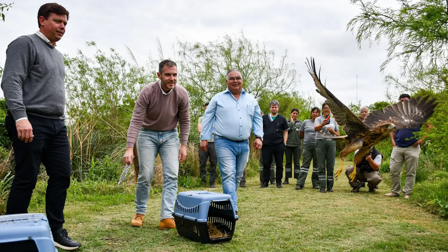 El momento en que se produce la liberación de un ave.