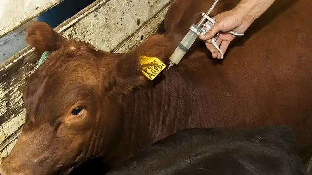 Se prorrogó la campaña de vacunación antiaftosa por los anegamientos en el norte