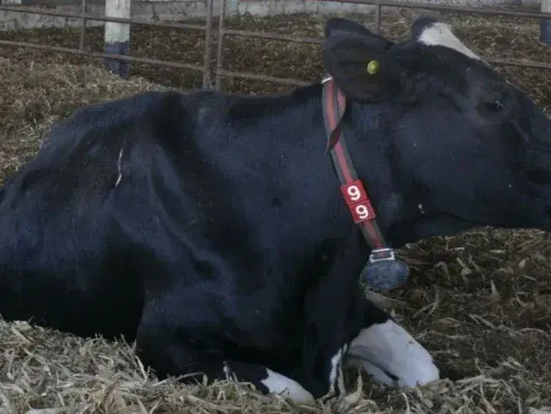 vacas