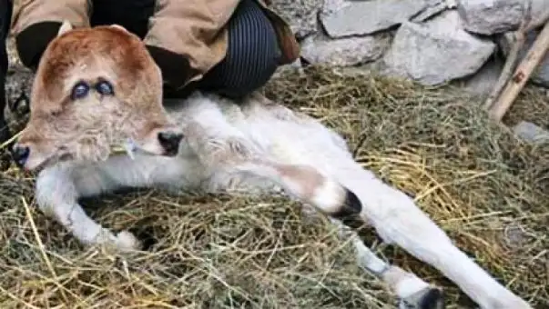 Una vaca dio a luz a un ternero de dos cabezas