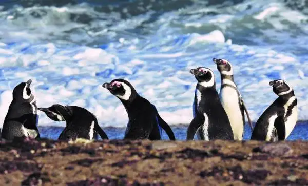 Se triplicó el turismo para ver a los pingüinos pichones