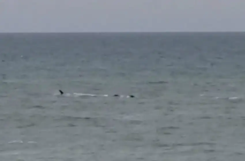 Una ballena paseó cerca de la costa de Chapadmalal