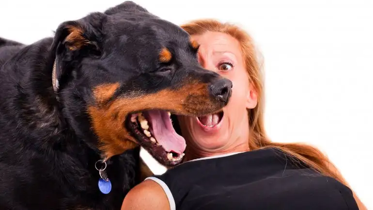 Cómo combatir el mal aliento de los perros