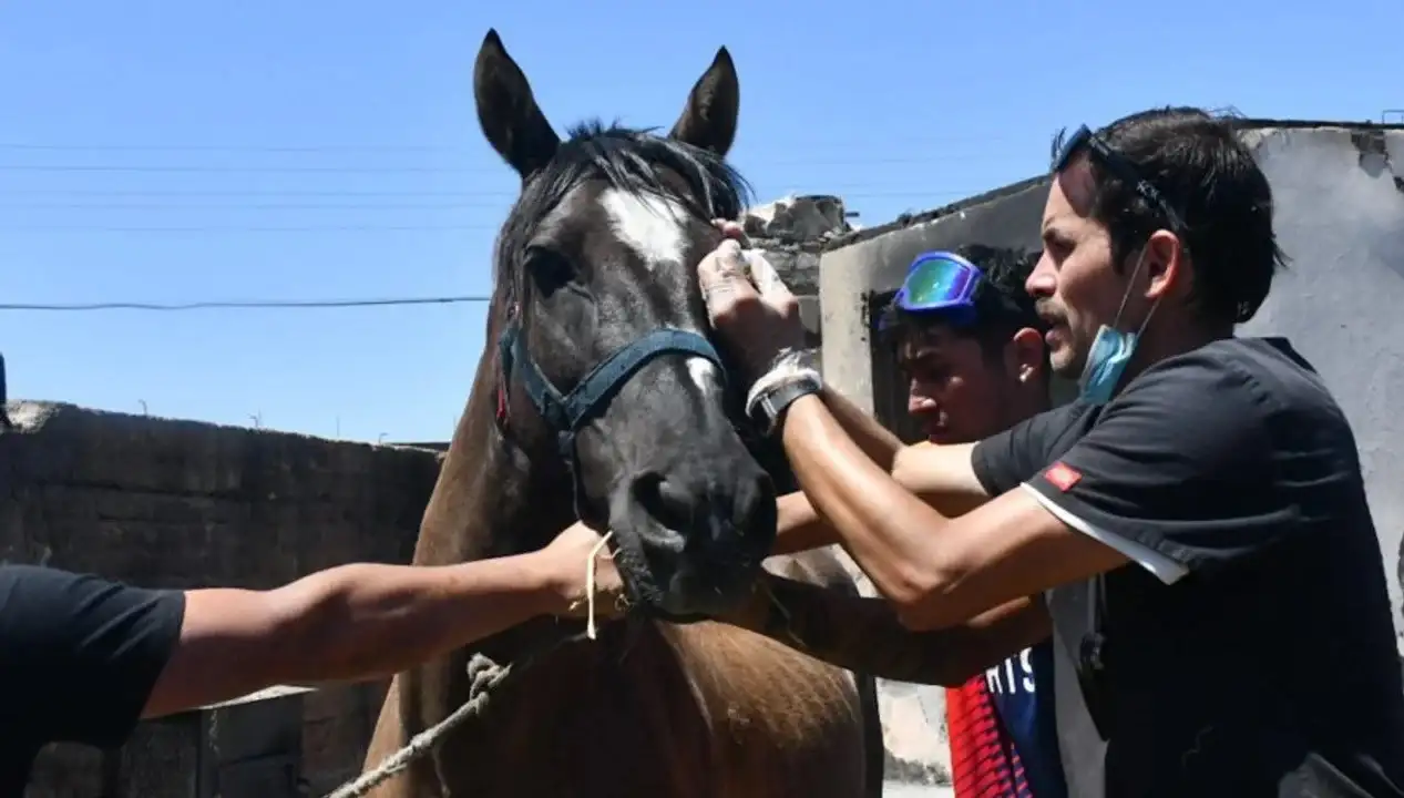 Ya hay doce casos de humanos contagiados, la mitad de ellos en la provincia de Santa Fe