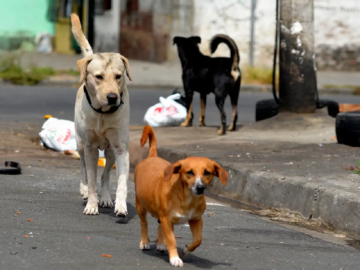 Las Varillas convoca a voluntarios para censo canino