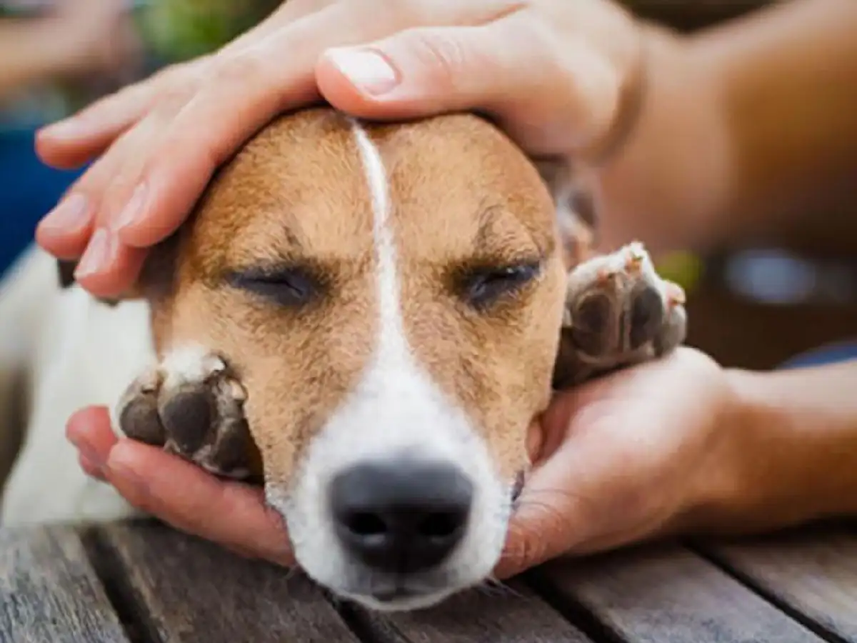 Hoy se celebra el Día del Animal: los motivos