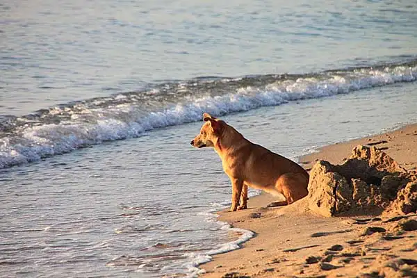 Continúa la castración y esterilización de perros y gatos