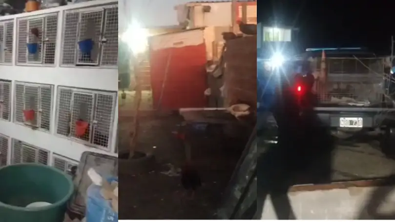 Se encontraron 70 animales que fueron rescatados por Zoonosis.
