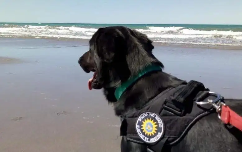 “Licera”, el primer perro callejero en formar parte de la Policía de Viedma