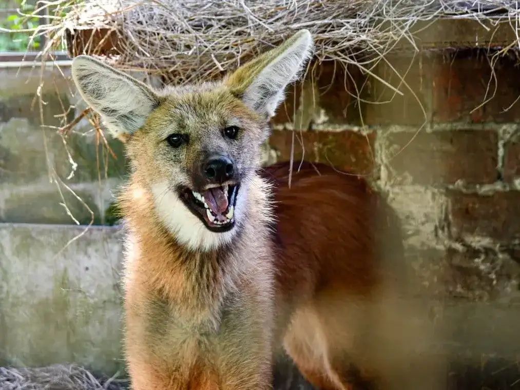 El ejemplar rescatado estaba deambulando por la zona de Uriburu y Circunvalación.