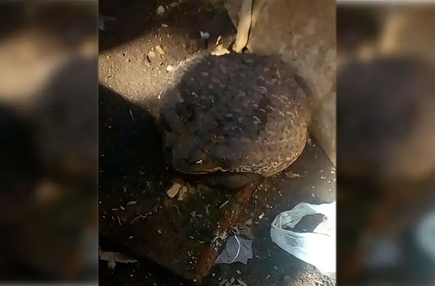 Conmoción por la aparición de un sapo gigante en Granadero Baigorria