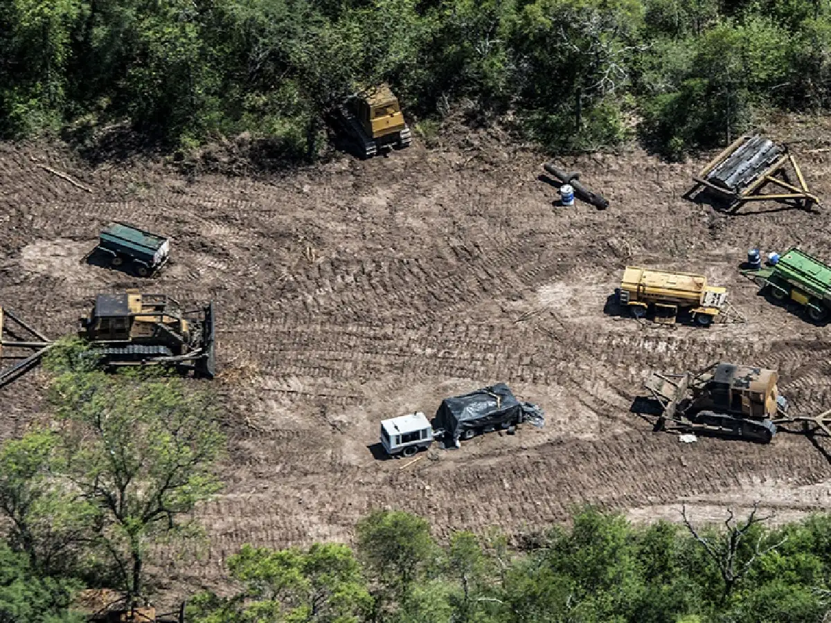 En 20 años, Argentina perdió 438 mil hectáreas de bosque primario húmedo
