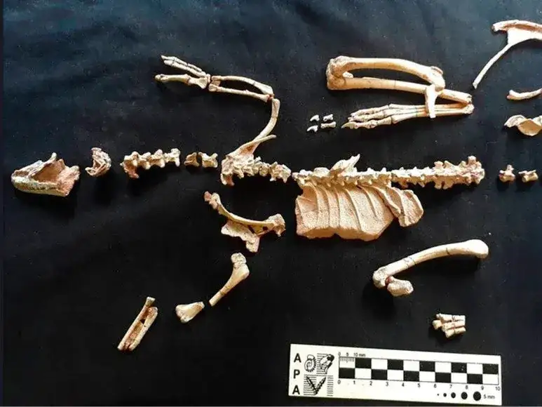 dinosaurios - 2