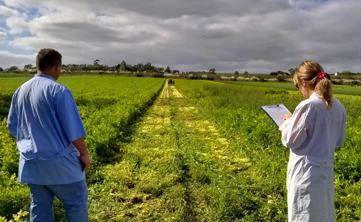 Destruyeron un cuarto de hectárea de apio por tener agroquímicos