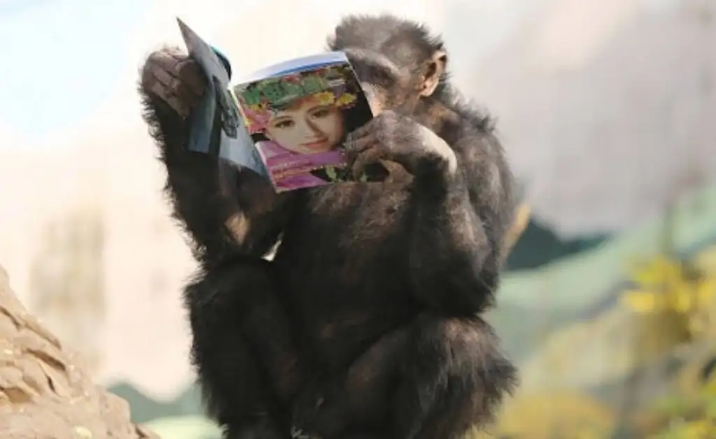 Desconcierta una rareza genética de los chimpancés