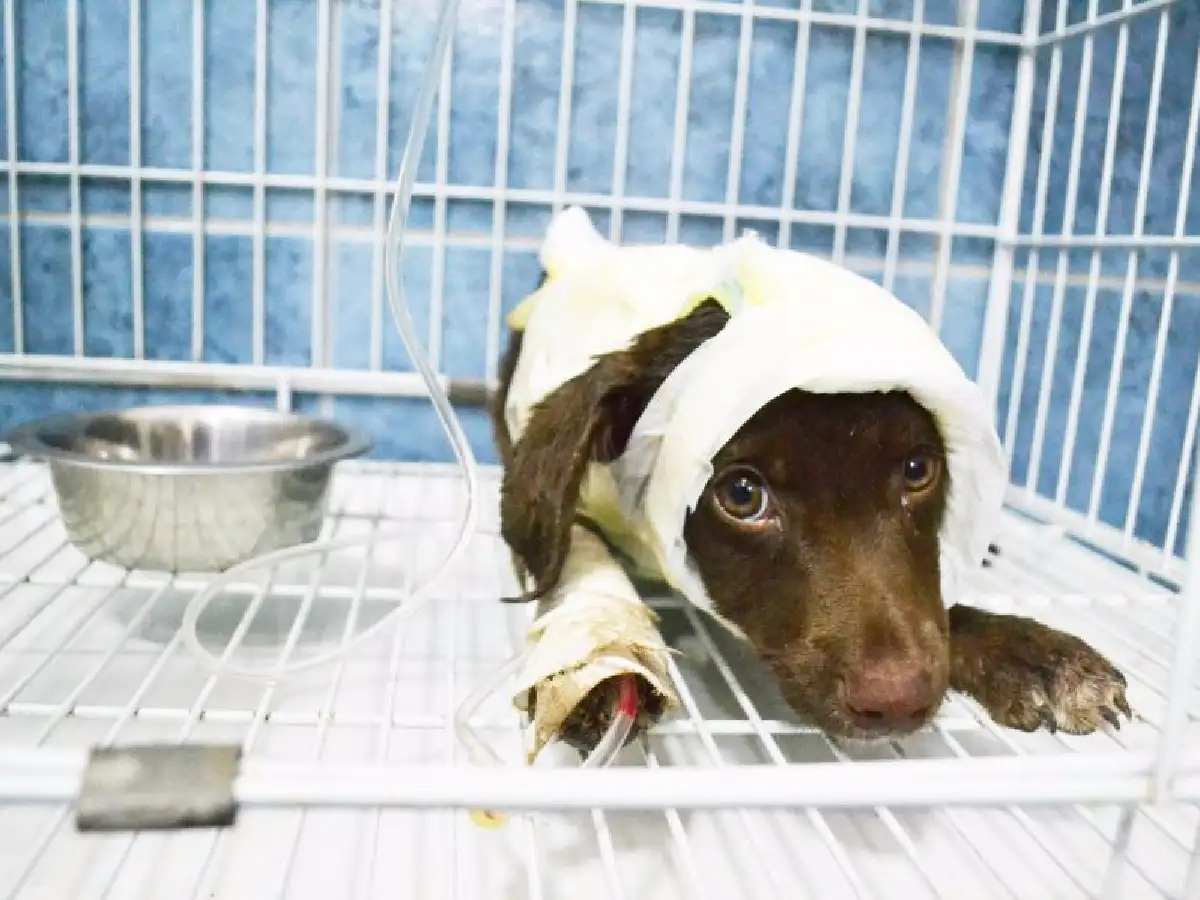 Una canción para Chocolate y contra el maltrato animal