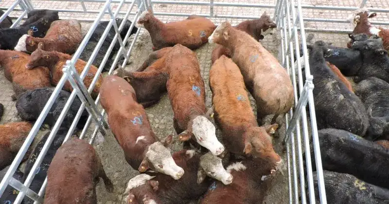 Fuerte inquietud por la baja del precio del novillo.
