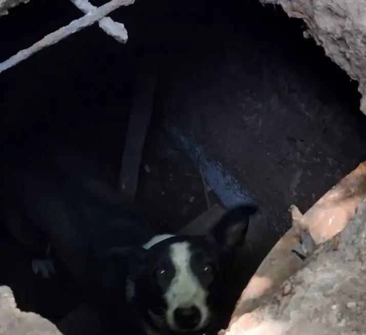 Venado Tuerto: bomberos rescataron a un perro que cayó en un pozo ciego