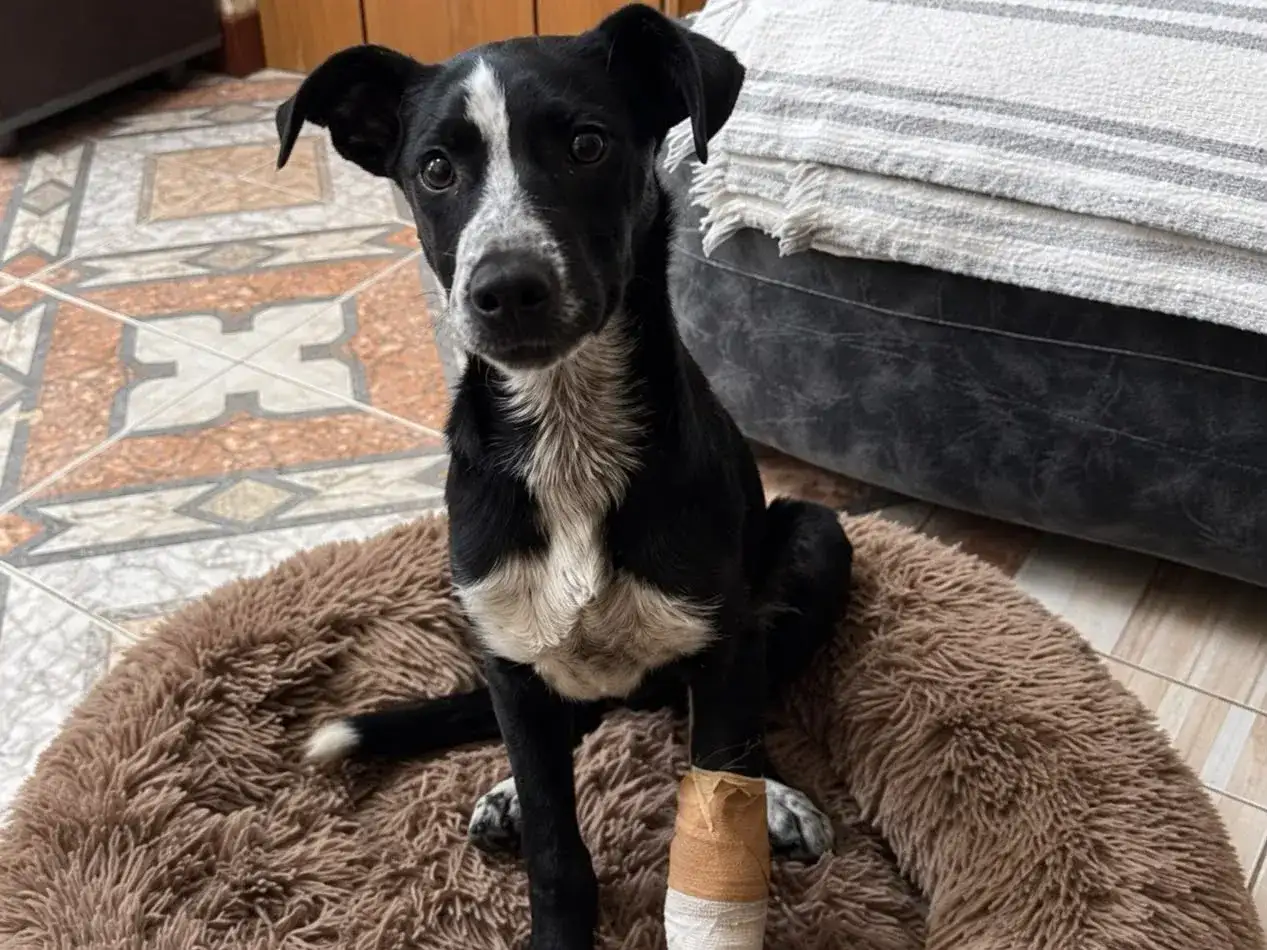 Lo atropellaron y abandonaron en la ruta 2: Chimango busca una familia que le dé una segunda oportunidad
