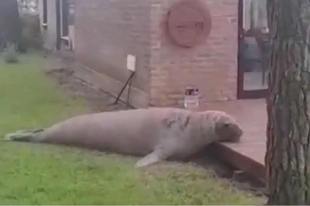 El elefante marino