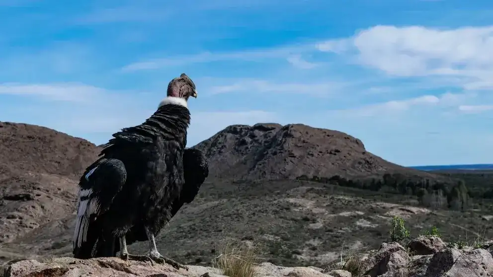 El cóndor andino macho recuperó la libertad el jueves 10 de septiembre luego de recibir tratamiento veterinario