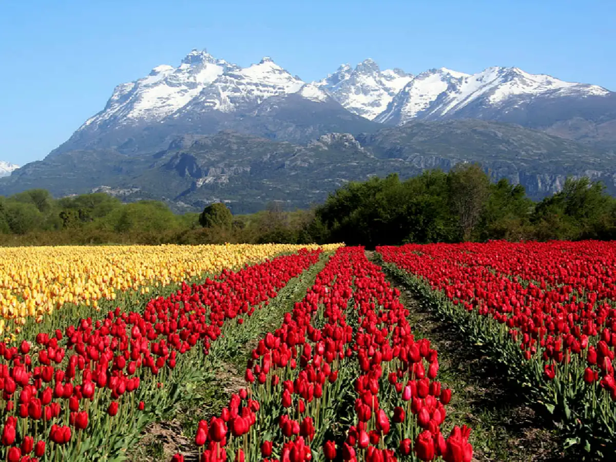 Postal multicolor a los pies de la cordillera chubutense
