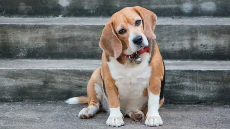 Las ventajas de adoptar una mascota adulta