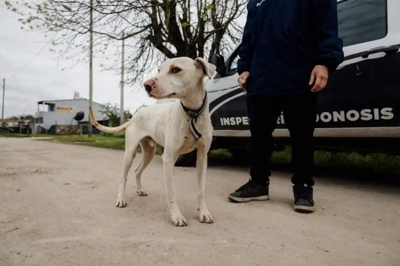 Los profesionales constataron que el animal presentaba un cuadro de desnutrición, bajo peso corporal, parasitosis externa y signos severos de descuido sanitario.