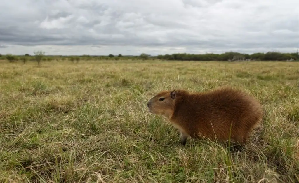 Liberaron a una carpincho que fue criada por una familia como mascota