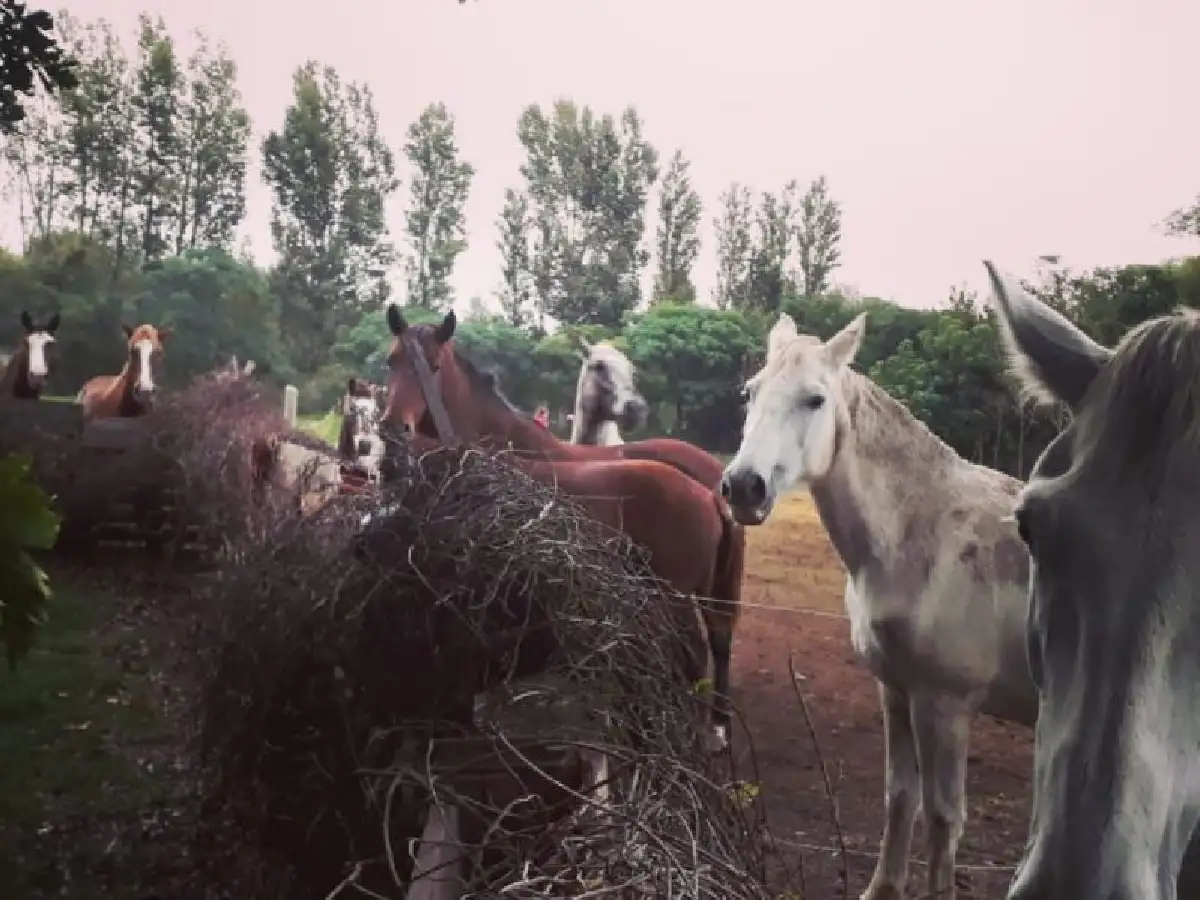 Bio Animalis pide colaboración para  comprar comida para los caballos 