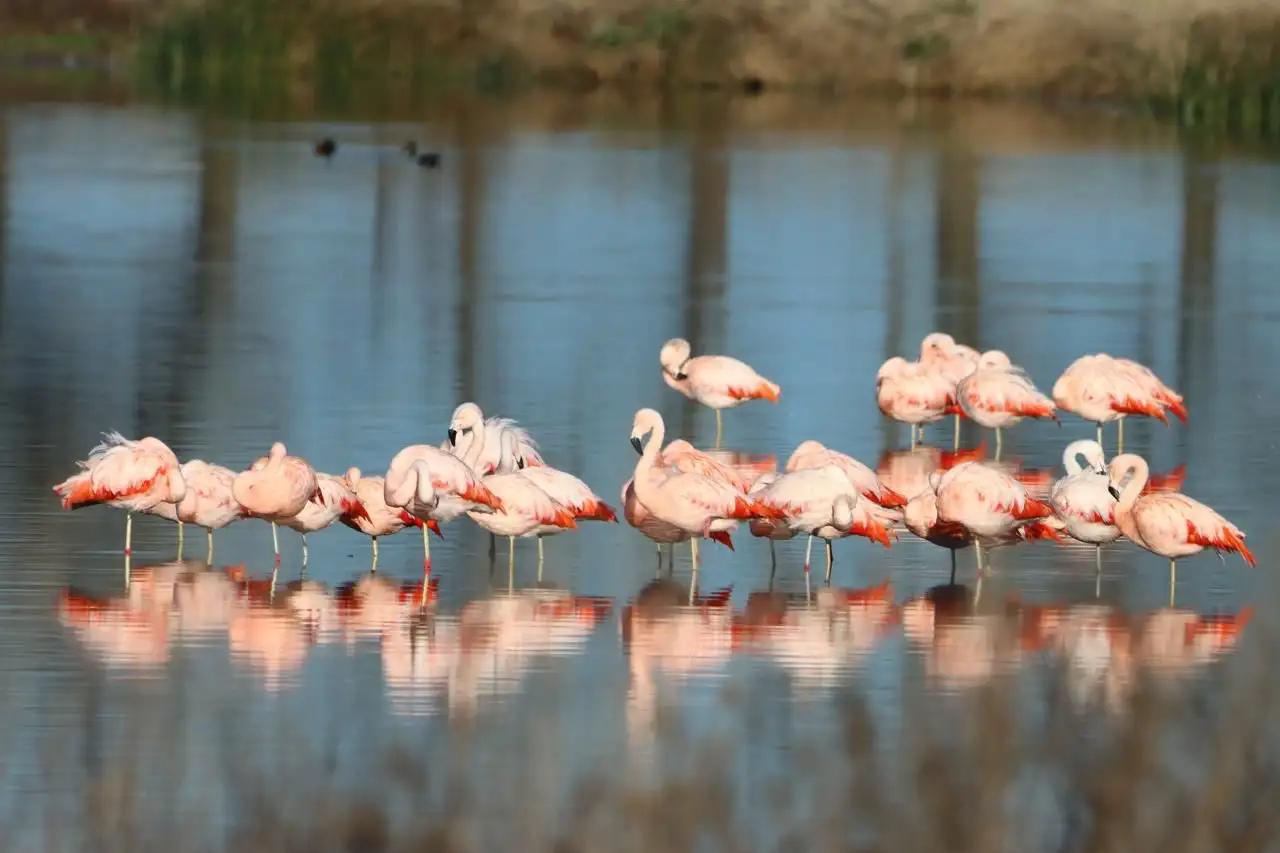 Los flamencos se pueden observar en la laguna.