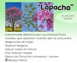 lapacho