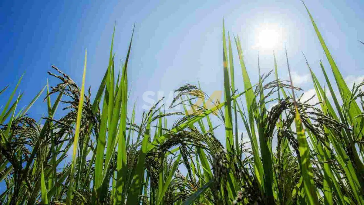 Enero caliente: Santa Fe estuvo entre las tres provincias con más focos de calor 