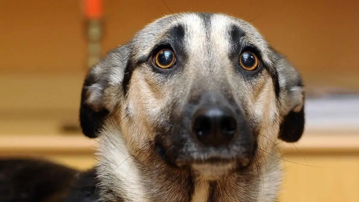 La Plata: acusó a su vecina de maltrato animal, pero se equivocó y desató un escándalo