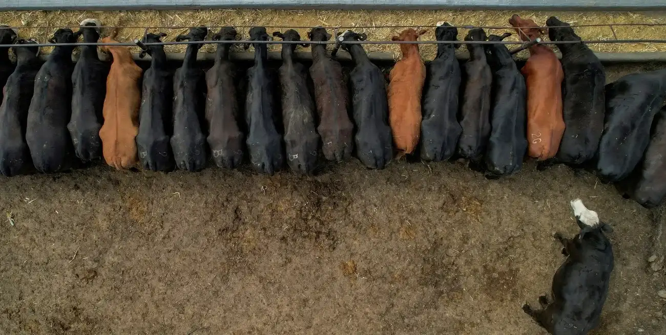 El desafío de medir mejor para fortalecer el negocio del feedlotEl desafío de medir mejor para fortalecer el negocio del feedlot.