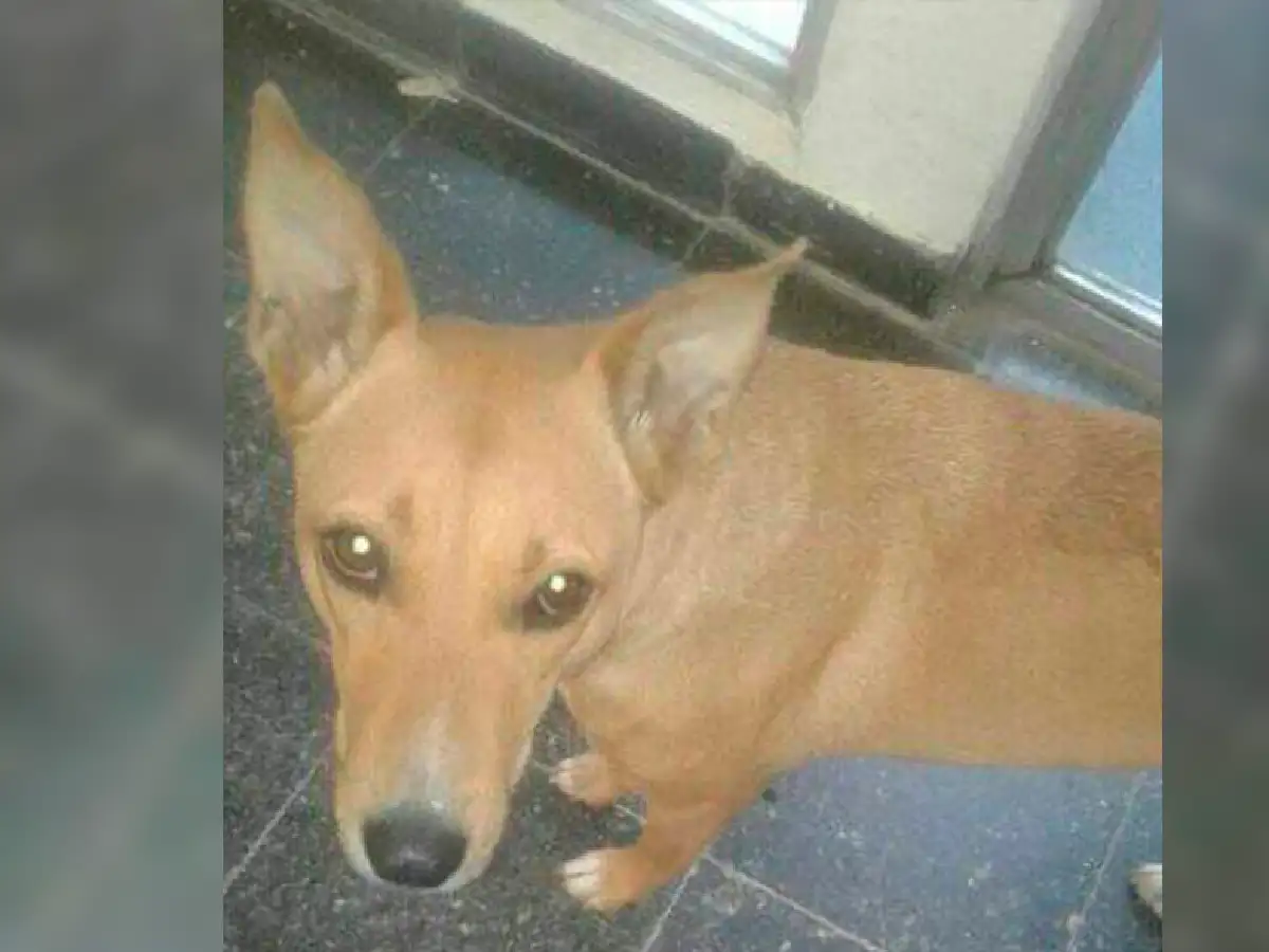 Denuncian ataque a una perra callejera